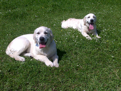 addestramento-cani-roma