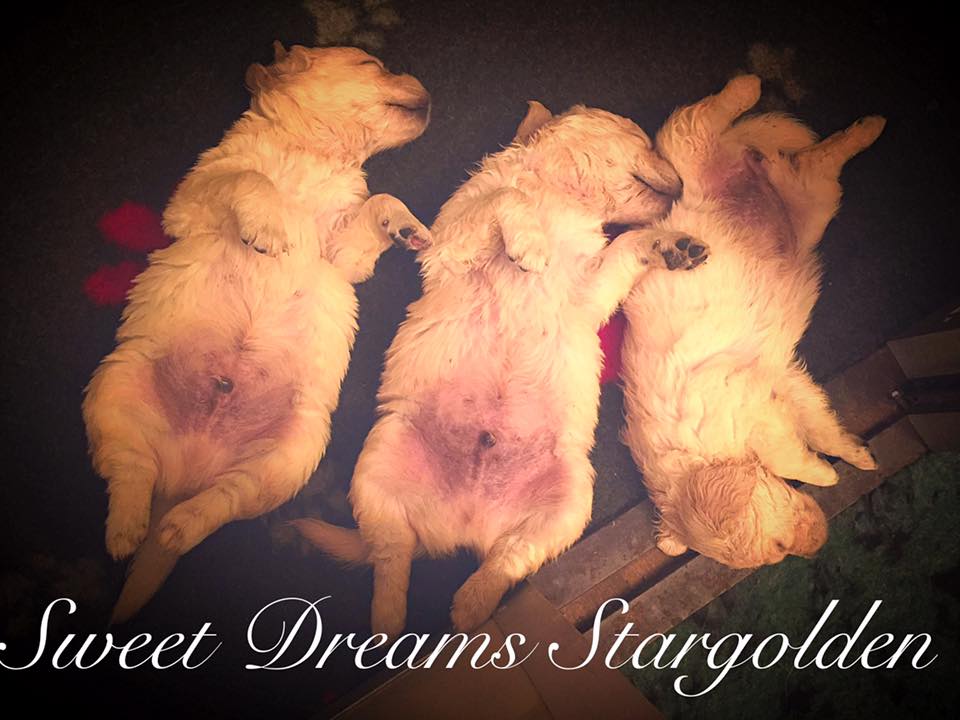 Scopri di più sull'articolo I Magnifici Cuccioli di Golden Retriever della Stargolden