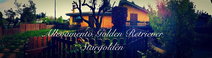 Scopri di più sull'articolo L’Allevamento Golden Retriever è Stargolden