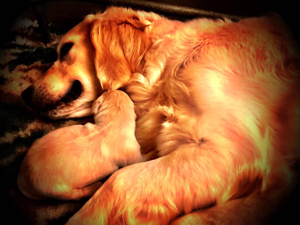 Scopri di più sull'articolo I cuccioli di Golden Retriever della Stargolden sono 8 meraviglie