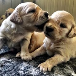 Scopri di più sull'articolo Ultimi super cuccioli di Golden Retriever Disponibili