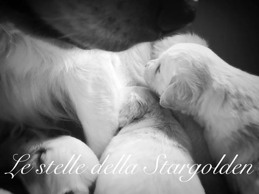 Scopri di più sull'articolo I cuccioli della Stargolden vi aspettano per l’Amore Eterno