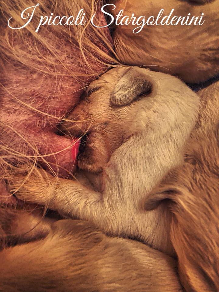 Scopri di più sull'articolo I magnifici cuccioli di Golden Retriever Stargolden