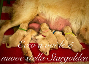I 5 magnifici cuccioli Stargolden