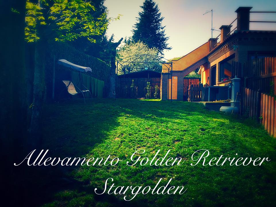 Scopri di più sull'articolo L’Allevamento Golden Retriever è Stargolden