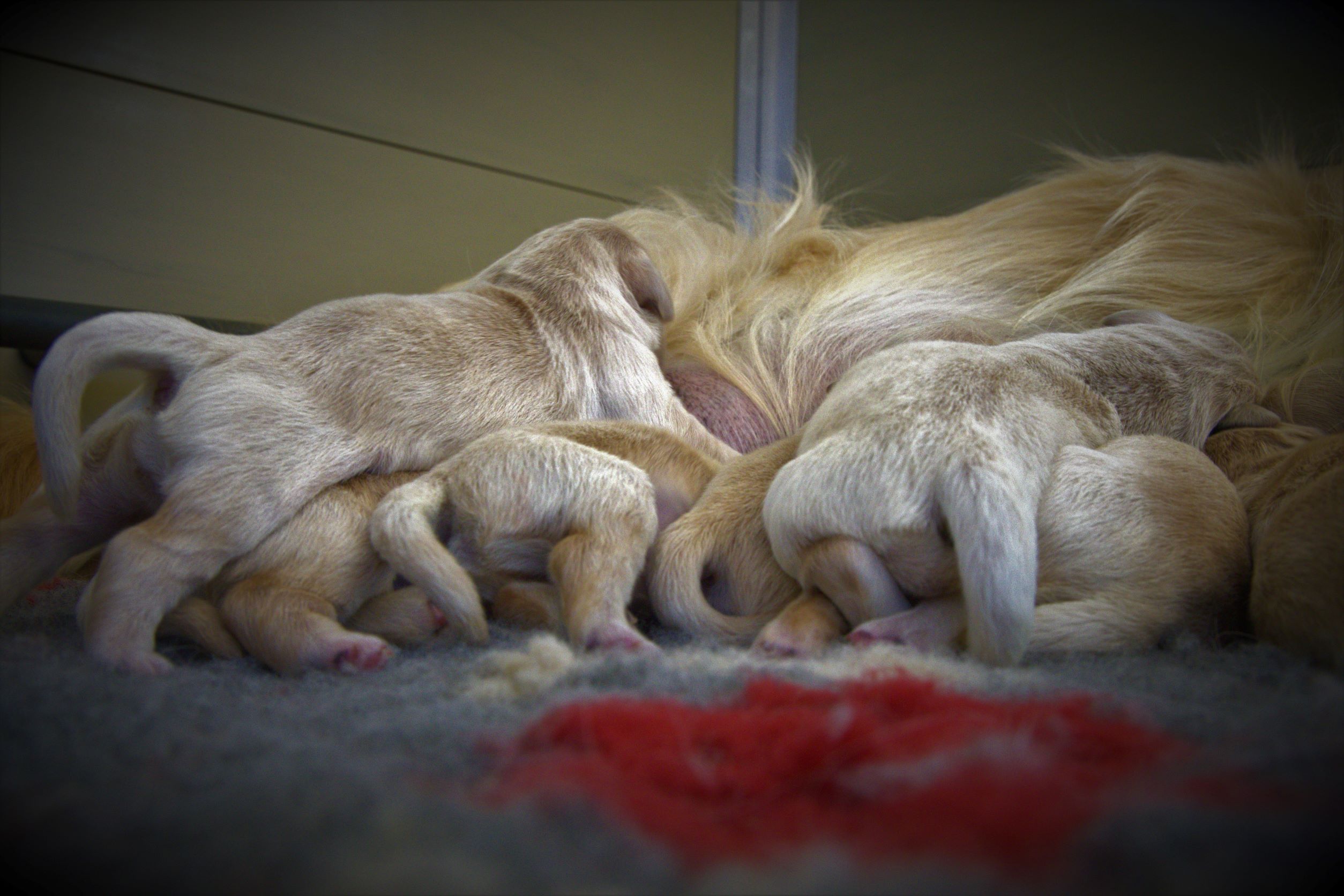 Scopri di più sull'articolo Quanto costa un cucciolo di Golden Retriever?