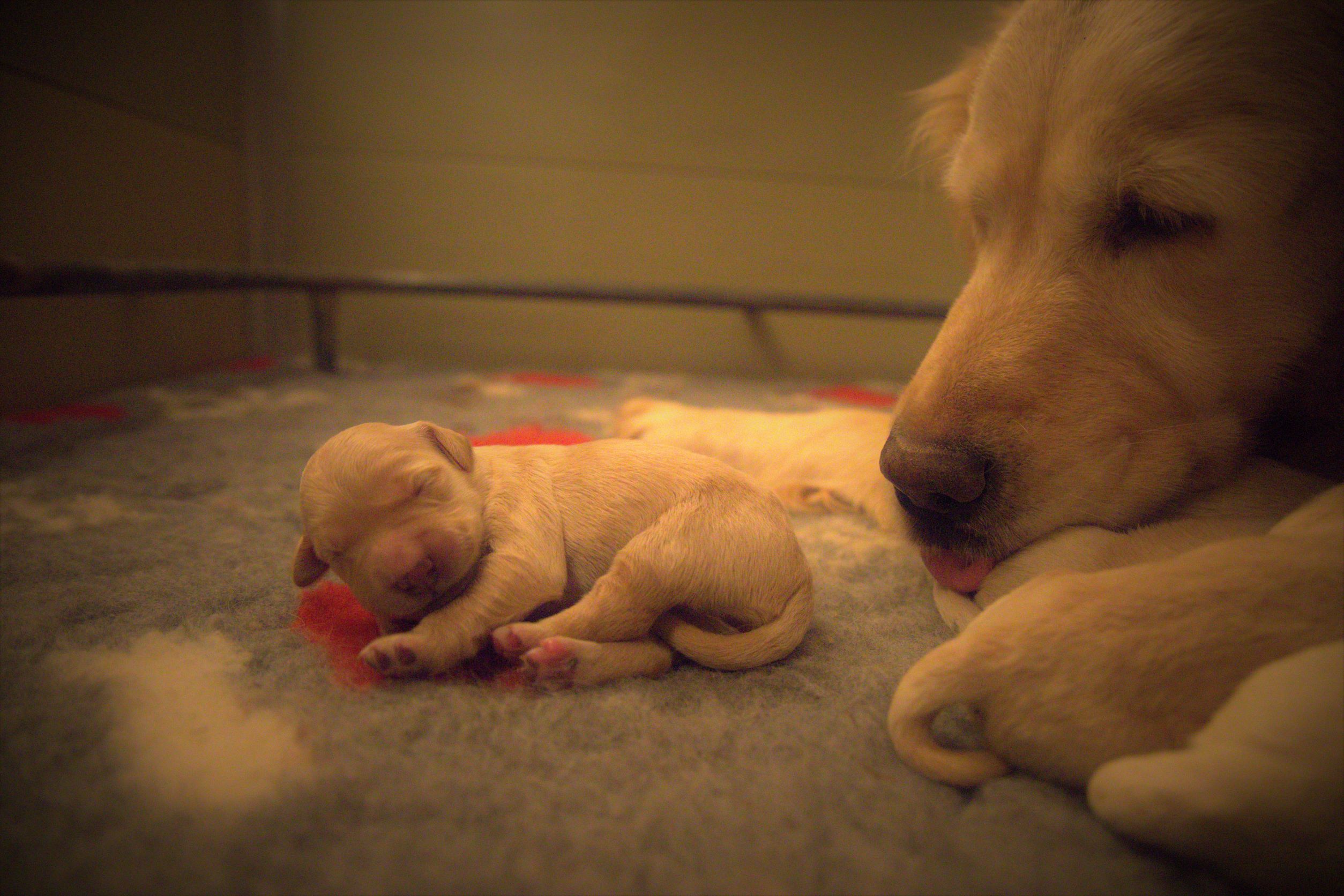 Scopri di più sull'articolo I cuccioli di Golden Retriever sono nati